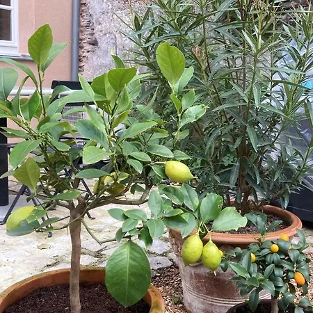 La Maison Du Cocher - Climatise En Hypercentre アンジェ