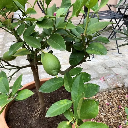 La Maison Du Cocher - Climatise En Hypercentre アパート アンジェ