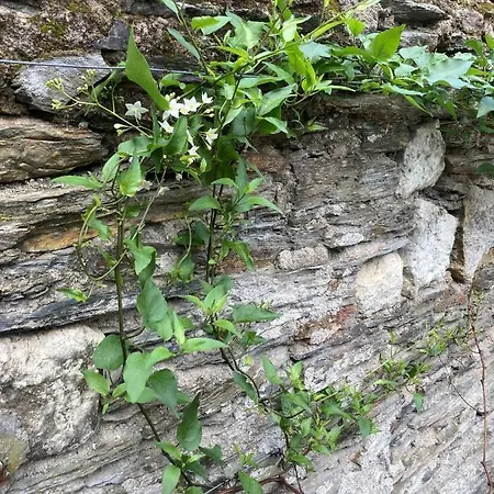 La Maison Du Cocher - Climatise En Hypercentre アンジェ