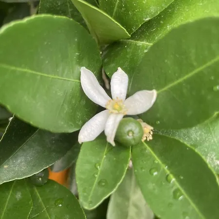 La Maison Du Cocher - Climatise En Hypercentre Daire Angers