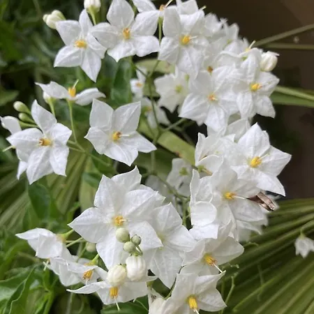 La Maison Du Cocher - Climatise En Hypercentre * アンジェ