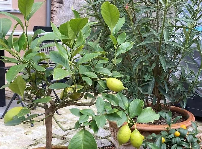 La Maison Du Cocher - Climatise En Hypercentre アンジェ