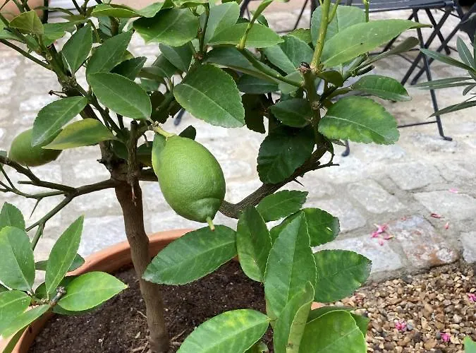 La Maison Du Cocher - Climatise En Hypercentre Apartament Angers