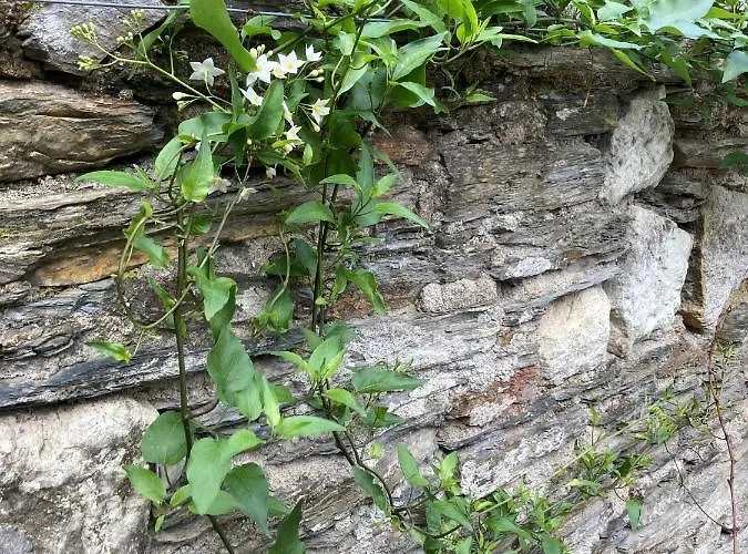 La Maison Du Cocher - Climatisé En Hypercentre Angers