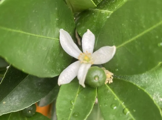 La Maison Du Cocher - Climatise En Hypercentre Apartament Angers