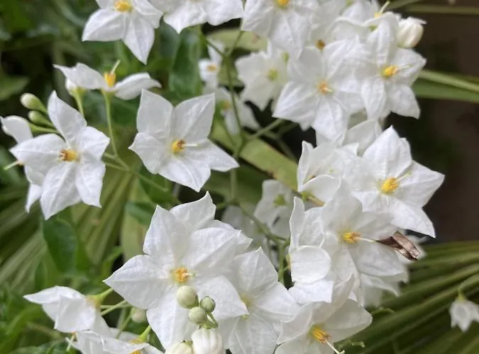 La Maison Du Cocher - Climatise En Hypercentre * Angers